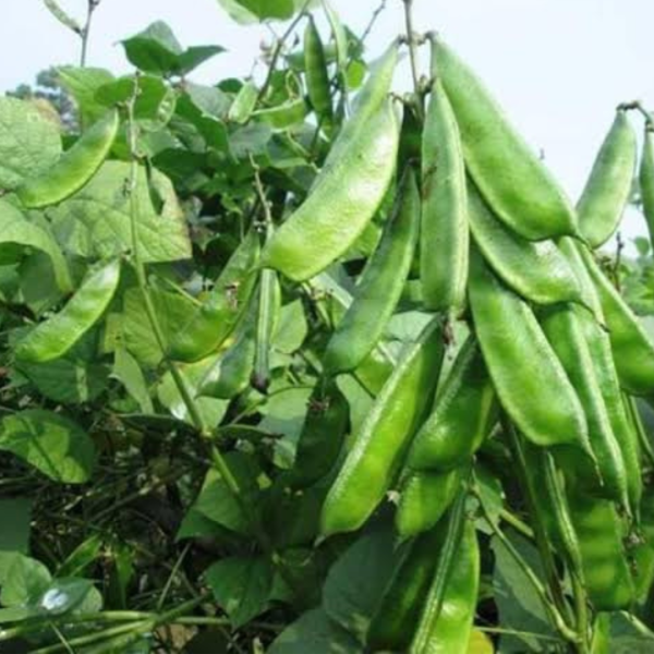 ২ প্যাকেট কেরালা সিম সাথে ১প্যাকেট  হাজারী লাউয়ের বীজ ফ্রি