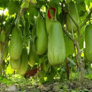 ২ প্যাকেট বারি -12 বা কেজি বেগুনের বীজ