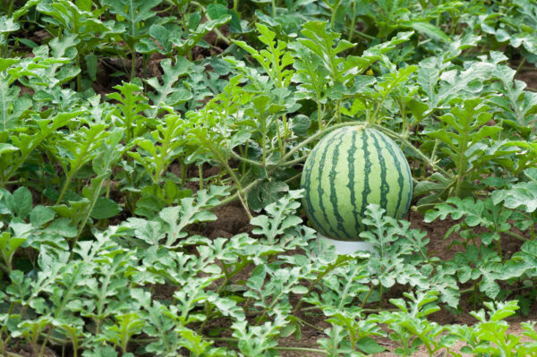 ১২ মাসী তরমুজের বীজ – ২ প্যাকেট - Image 3