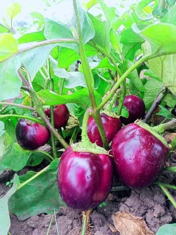 ১ প্যাকেট  বারোমাসি F1 তাল বেগুনের বীজের সাথে ফ্রি সাদা সসার বীজ! - Image 6