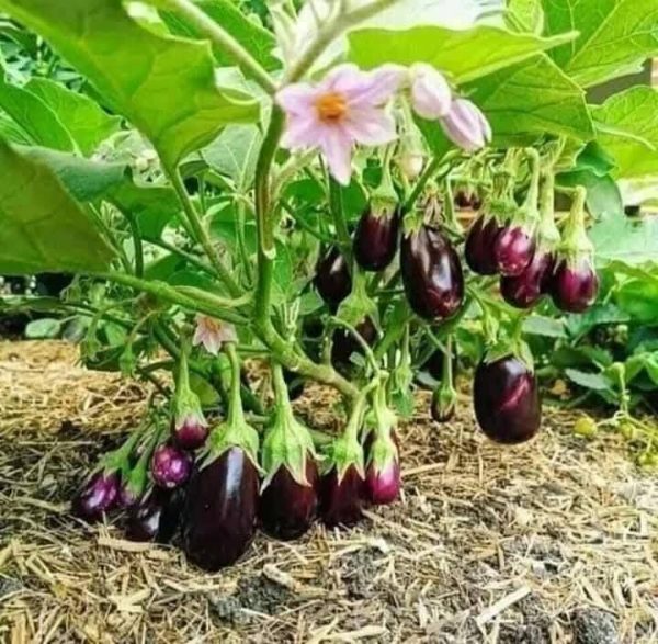 ১ প্যাকেট  বারোমাসি F1 তাল বেগুনের বীজের সাথে ফ্রি সাদা সসার বীজ! - Image 9